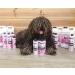 Petuxe Biphasic Conditioner for Pets - Vegan Formula for Dogs & Cats | Moisturizes & Adds Shine | 300ml - Buy Online on GoSupps.com