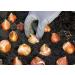 5x Tulip Bulbs Mixed Tulip Bulbs Cold Resistant Magical Plant Garden Flowers - Buy Online on GoSupps.com