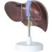 Human Liver Anatomical Model - 1.5X Magnified Liver Model Hepatobiliary Model Pancreatic Gallbladder Model Bile Duct - for Mediacl Educational Training Aid - Buy Online on GoSupps.com