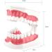 FafeICY 1PC 28 Teeth Teaching Toothbrush Model - Dentist Tool with Handy Toothbrush & Poster for Study Demonstration - Buy Online on GoSupps.com