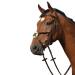 Collegiate Syntovia+ Padded Raised Grackle Bridle Brown Cob