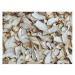 WENXUANSU:4 Pound (1816 grams) Oyster Dried Mushroom Premium Grade from Yunnan China