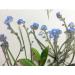 YouthBro 50PCS Blue Forget Me Not Flowers with Stem - Real Dried Pressed Flowers for Resin Art Craft - Buy Online on GoSupps.com
