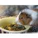 Bubimex | Rodent Food Bucket 3 kg - Buy Online on GoSupps.com