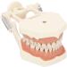 High-Quality 32 Teeth Dentist Typodont Model with Soft Gums | Perfect for Dental Training & Research | Verdant Touch - Buy Online on GoSupps.com