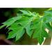 Herbal Magic Pure Papaya Leaf Powder - Green & Whole Leaves | Ayurvedic Superfood for Smoothies & Baking | 300gms - Buy Online on GoSupps.com