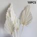 NAABHIKA 5/10 Pcs Boho Dried Palm Spears Natural Dried Palm Fans Dried Palm Leaves Dried Palm Leaf Palm Fan Leaf with Stem-Khaki 5PCS - Buy Online on GoSupps.com