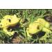 Paint Your Own Garden Frog Ceramic Keepsake - DIY Craft Kit - Buy Online on GoSupps.com
