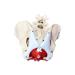 Buy AYGJKIE Female Pelvis Anatomical Model - 6-Part Educational Tool with Removable Organs & Muscles for Medical Studies - Ships Internationally - Buy Online on GoSupps.com