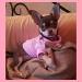 Chihuahua Clothes Puppy Dog Coat Knit Winter Warm Jumper Cosy Teacup Smaller Breeds Tiny Toy Miniature (XXXS Pink) 3XS (Pack of 1) Hot Pink - Buy Online on GoSupps.com