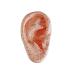 10 Pcs Human Ear Acupuncture Anatomical Model with Acupuncture Points English Version Ear Acupuncture Earpins Model for Study