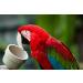 UnRuffledRx Calcium Supplement for Birds with Magnesium and Vitamin D3 | 1.5 oz - Buy Online on GoSupps.com