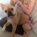 Glenndarcy Dog Diapers without Tail Hole - Ideal for French Bulldogs - Medium Size - Includes 2 Washable Pads - Dotty Pink - Buy Online on GoSupps.com