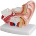 Ear Model Human Ear Anatomy Model 1.5X Magnification Model Suitable for Medical - Buy Online on GoSupps.com