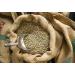 Java Kayumas Green Coffee Beans (1000g) - High Quality Mocha Raw Coffee - Buy Online on GoSupps.com