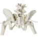 NEW HORIZON Female Pelvis Skeleton Model - Life Size Movable Femur Heads | Educational Tool for Midwives & Nursing Students - International Shipping Available - Buy Online on GoSupps.com
