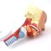 Human Head Human Body Model and Muscle Nasal Pharyngeal Throat Trachea Cricopharyng Muscle Anatomy Model Medical Teaching Accessories