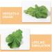 Beaupretty Fake Lettuce Leaves Artificial Vegetables Lettuces Alligator Hair Clip Vegetable Hairpin Hair Clip Cute Hair Accessories Sweet Barrette Creative Party Headdress for Women Girls - Buy Online on GoSupps.com