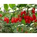 3 Pound (1362 grams) High grade Goji berries from Ningxia. - Buy Online on GoSupps.com