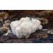 Lion's Mane Mushroom Liquid Culture- (Hericium Erinaceus) - Buy Online on GoSupps.com