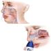 FLO Sinus Care Starter Kit - Complete Nasal Irrigation System - Buy Online on GoSupps.com