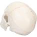 Life Size Human Head Skull Anatomical Model Upgraded Removable Human Adult Skull Head Bone Mold Anatomical Replica for Student Study Course Educational Study - Buy Online on GoSupps.com