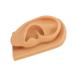Ear Model Prevent Damage Waterproof Soft Silicone Right Ear Model Flexible Science Education for Display - Buy Online on GoSupps.com