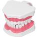 Vomeko Tooth Brushing Practice Model for Kids - Ideal Training Set with Brush - International Shipping Available - Buy Online on GoSupps.com