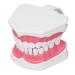 Tooth model Best visualization 120 degree opening model for practice