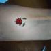 Temporary Tattoos collection (Ladybug c2 Temporary Tattoos) - Buy Online on GoSupps.com