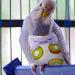 ULTECHNOVO 2Pcs Bird Diapers - Breathable Parrot Nappy for Flying Pets | Small Animal Supplies - Buy Online on GoSupps.com