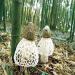 WENXUANSU:8 ounce (227 grams) Wild Bamboo Fungus Dried Mushroom from Yunnan China - Buy Online on GoSupps.com