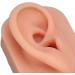 Silicone Ear Model Soft Silicone Nose Model Silicone Body Parts for Piercing Practice Silicone Flexible Model Human Ear Model for Jewelry Display Teaching Instructions (#1) - Buy Online on GoSupps.com