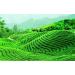 250g de bon th chinois Anxi Tieguanyin th vert - Buy Online on GoSupps.com