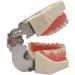 Dytah Typodont Troch Model - Realistic Dental Teaching Model with Removable Teeth for Adult Demonstration - International Shipping Available - Buy Online on GoSupps.com