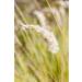Melica Ciliata Eyelash Pearl Grass - 9cm Pot | Buy Internationally | Fast Shipping - Buy Online on GoSupps.com