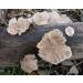 DXN Scelium Schizophyllum Split Gill Sugikikurage - Buy Online on GoSupps.com