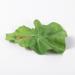Beaupretty Fake Lettuce Leaves Artificial Vegetables Lettuces Alligator Hair Clip Vegetable Hairpin Hair Clip Cute Hair Accessories Sweet Barrette Creative Party Headdress for Women Girls - Buy Online on GoSupps.com