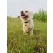 Abdul of Sialkot Extra Loud Brass Silver Bells Collar Charm Pet Tracker (Small) - Buy Online on GoSupps.com