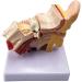 Human Ear Model 1.5 Times Natural Size Model with 2 Parts Illustrating Ear Regions Ear Cleaner Humans - Buy Online on GoSupps.com