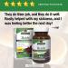 Nature's Answer Reishi 1000 mg - 60 Vegetarian Capsules for Immune Support - Buy Online on GoSupps.com