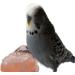Himalayan Rock Salt Lick For Small Animal/Pet Licks Hanging -86gram- 2 cube salt(PACK OF 12) - Buy Online on GoSupps.com