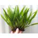 Java Fern on 3 x 2.5 Coco Mat | Microsorum Pteropus - Easy Tropical Live Aquarium Plant by Aquarium Plants Discounts - Buy Online on GoSupps.com