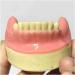 Fhuili dental implant practice model - mandibular missing teeth model - dental implant model with soft gums - simulation of oral dental teeth demonstration model a