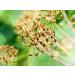 Dill seed 150 g natural Dill seeds Aneth natural dill seeds  - Buy Online on GoSupps.com