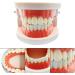 Standard Teeth Model Typodont - Ideal for Demonstration & Teaching | Children's Learning Tool - Buy Online on GoSupps.com