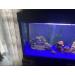 Dubaust Saq24 Aquarium Silicone 310ml - Best Black Adhesive for Freshwater & Saltwater Aquariums | Perfect for Terrarium Glass Constructions - Buy Online on GoSupps.com