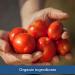 Muir Glen Organic Tomato Sauce - No Salt Added, 15 oz (Pack of 12) | Healthy Cooking Essential - Buy Online on GoSupps.com