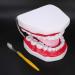 Teeth Model with Toothbrush - Ideal for Hospitals & Kindergartens | Teach Toddlers Oral Hygiene - Buy Online on GoSupps.com