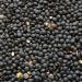 Hunza Organic Black Beluga Lentils - 2 lbs | High Quality, Premium Whole Lentils - Buy Online on GoSupps.com